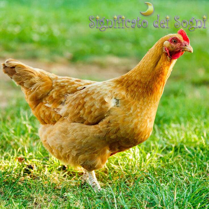 gallina in sogno significato