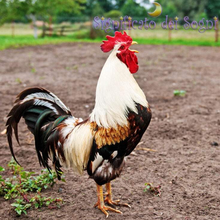 gallo in sogno significato